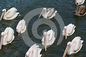 Great white pelican