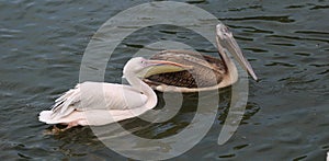 Great white pelican