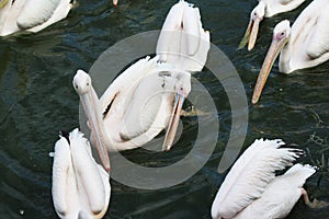 Great white pelican