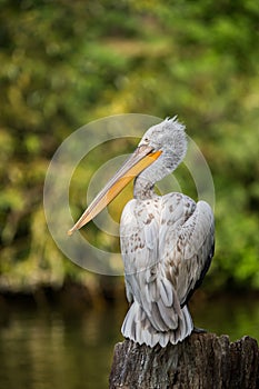 Great white pelican also known as the eastern white pelican