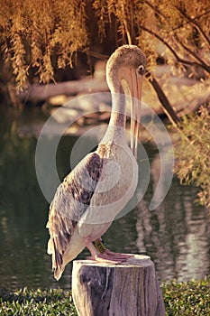 Great white pelican also known as the eastern white pelican, rosy pelican or white pelican.