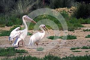 The great white pelican also known as the eastern white pelican, rosy pelican or white pelican