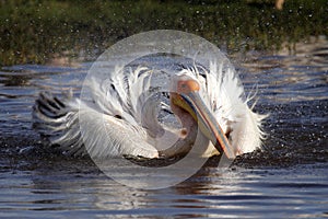 Great white pelican bathing, Lake Nakuru