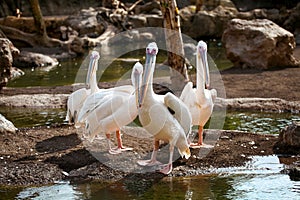 Great White Pelican enjoying the sunny day