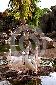 Great White Pelican enjoying the sunny day