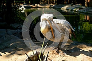 Great white pelican bird cleaning wings feathers in zoo standing on stone.