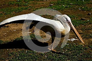 Great white pelican bird is stretching wings and legs in zoo standing on ground.