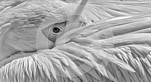 Great white pelican in black and white close-up