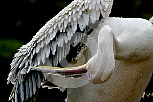 Great White Pelican is cleaning his feathers with the hook of the beak