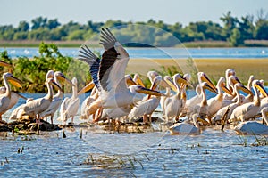Great White Pelican colony sighted in the Danube Delta