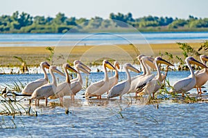 Great White Pelican colony sighted in the Danube Delta