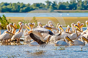 Great White Pelican colony sighted in the Danube Delta