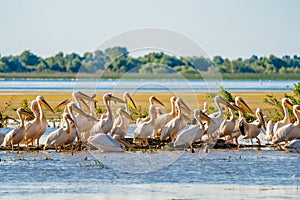 Great White Pelican colony sighted in the Danube Delta photo