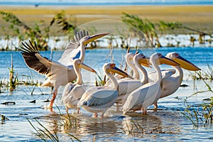 Great White Pelican colony sighted in the Danube Delta photo