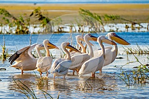 Great White Pelican colony sighted in the Danube Delta