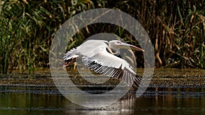 Great white pelican in Danube Delta