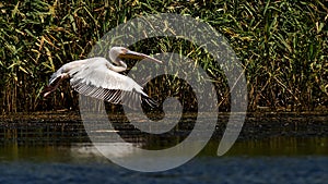 Great white pelican in flight on Danube delta