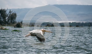 Great white pelican in flight, Lake Naivasha, Kenya