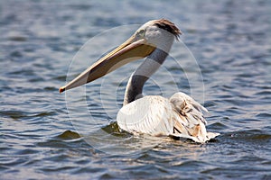 Great white pelican floating on Lake Naivasha, Kenya