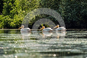Great white pelican floating over water