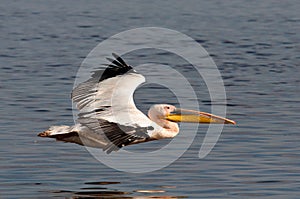 Great White Pelican Flying
