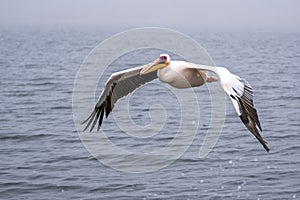 Great White Pelican flying in the Lagoon of Walvis Bay