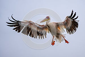 Great White Pelican flying in the Lagoon of Walvis Bay