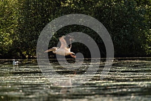 Great white pelican flying over the lake