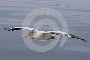 Great White Pelican flying