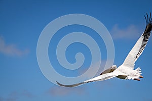 Great White Pelican Flying in Sky, Walvis Bay in Namibia