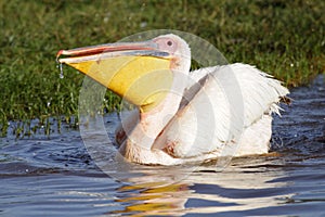 Great white pelican with a full beak, Lake Nakuru