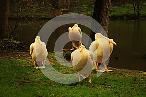 A great white pelican in golden hour. Therefore their fur is to orange.