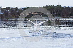 A Great White Pelican landing