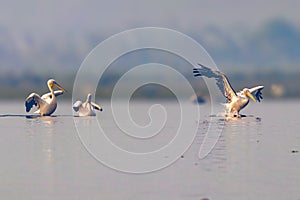 Great White Pelican