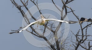 Great white pelican migration in jungle