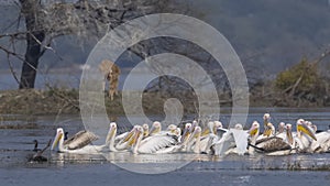 Great white pelican migration in jungle