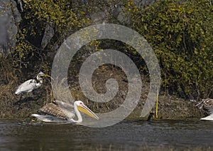 Great white pelican migration in jungle