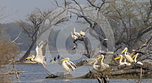 Great white pelican migration in jungle