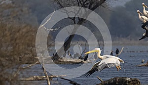 Great white pelican migration in jungle