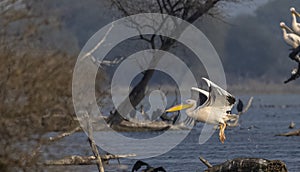 Great white pelican migration in jungle