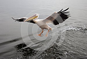 Great White Pelican - Namibia photo