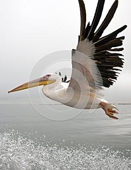 Great White Pelican - Namibia