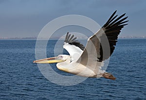 Great White Pelican - Namibia photo