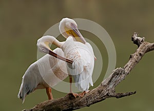 Great white Pelican pair
