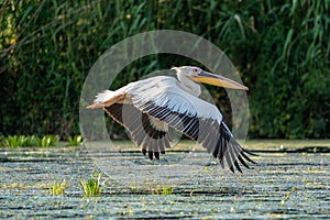 The Great White Pelican (Pelecanidae) flying in the Danube Delta