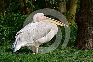 Great white pelican Pelecanus onocrotalus