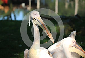 Great white pelican, Pelecanus onocrotalus