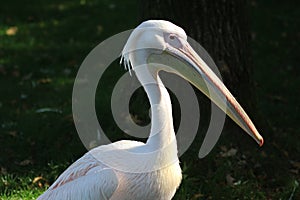 Great white pelican, Pelecanus onocrotalus