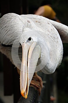 Great white pelican Pelecanus onocrotalus