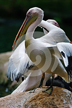 Great White Pelican (Pelecanus onocrotalus) photo